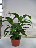 Peace Lily in an 8 inch pot