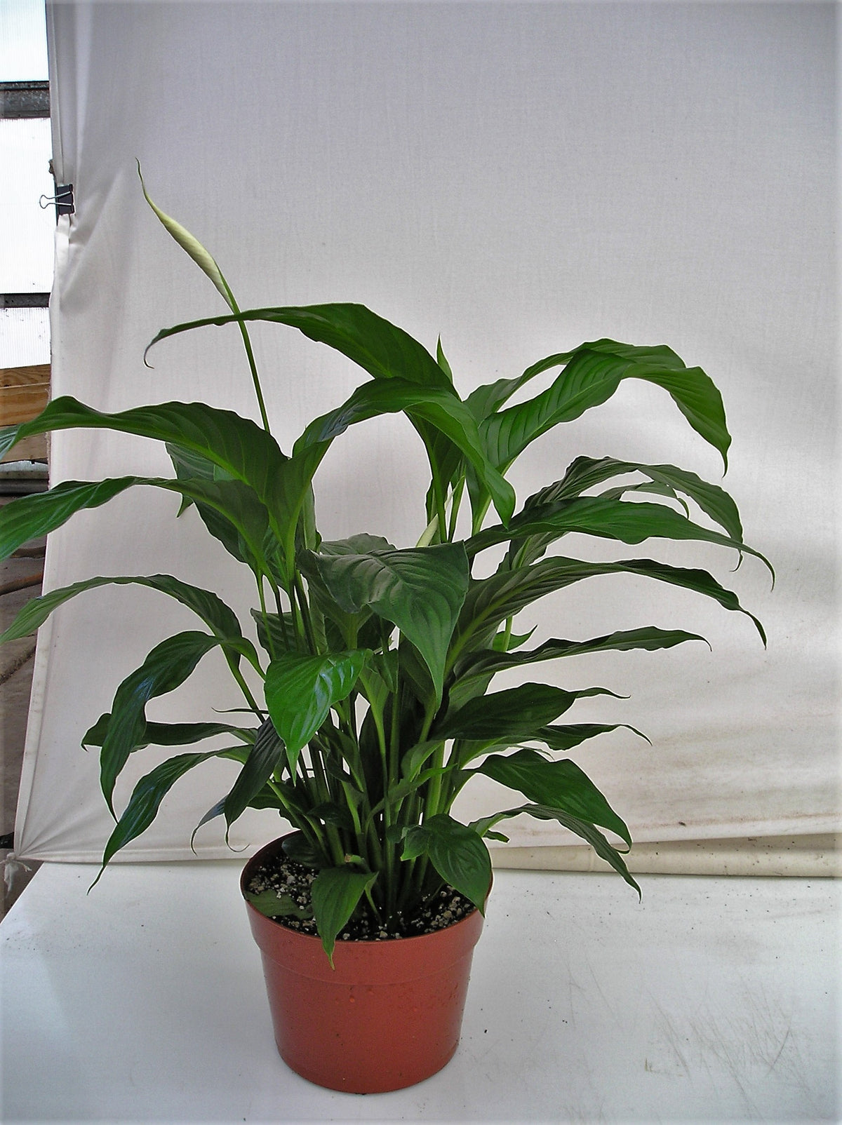 Peace Lily in an 8 inch pot