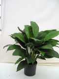 Peace Lily in a 10 inch pot