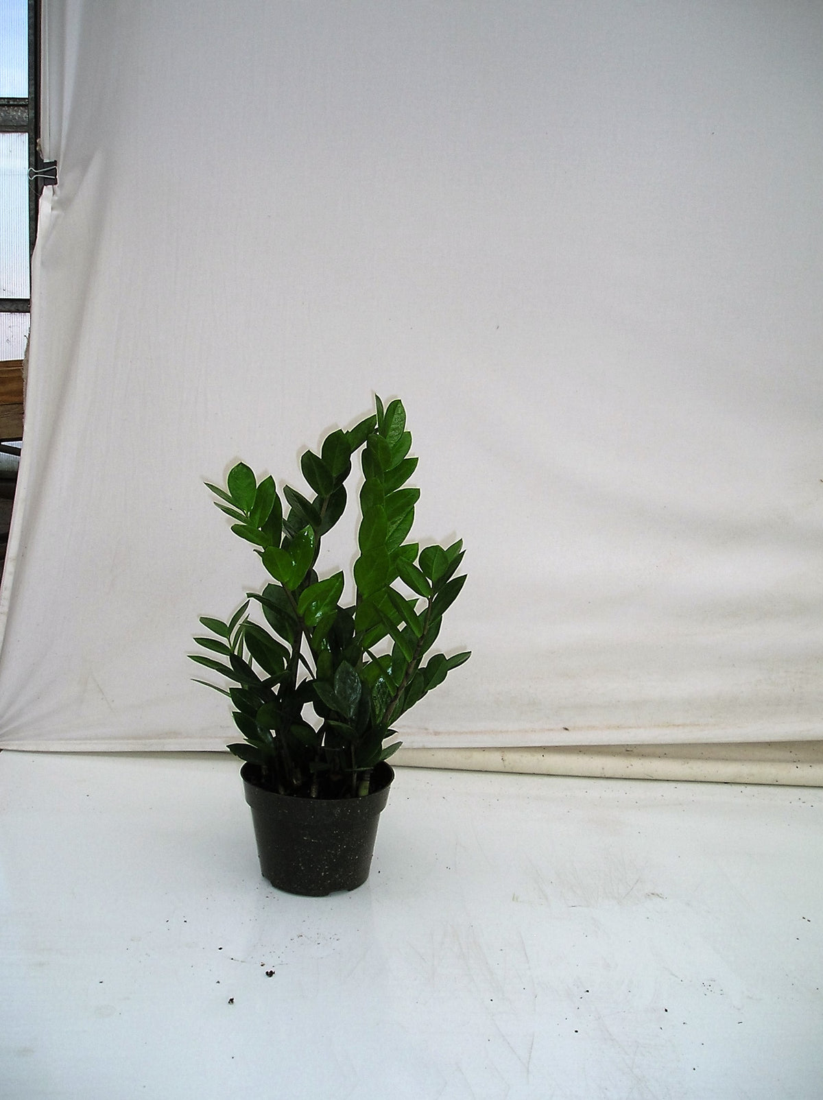 ZZ Plant in a 6 inch pot
