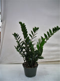 ZZ Plant in an 8 inch pot