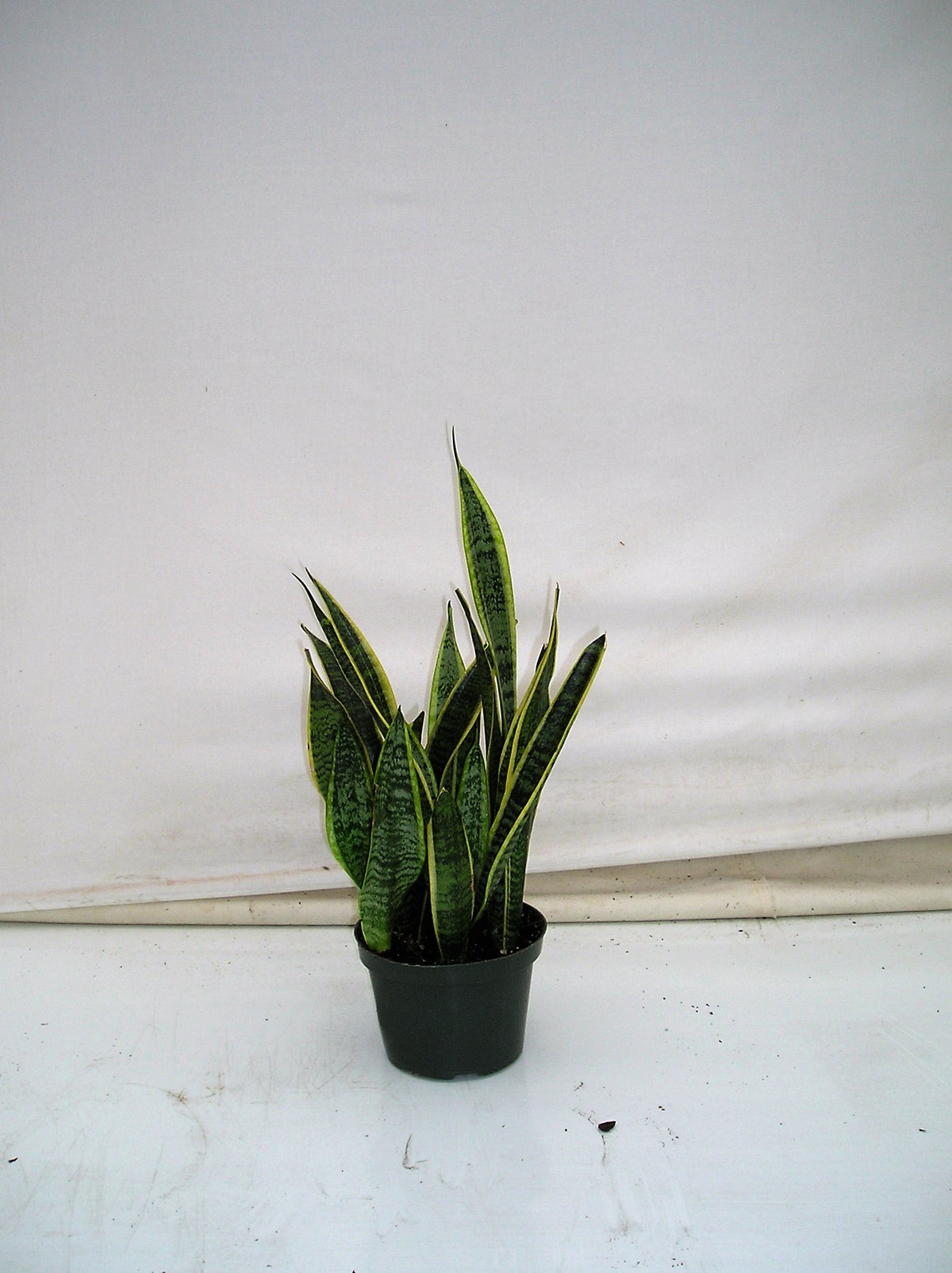 Snake Plant Laurentii in a 6 inch pot