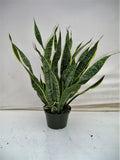 Snake Plant Laurentii in an 8 inch pot