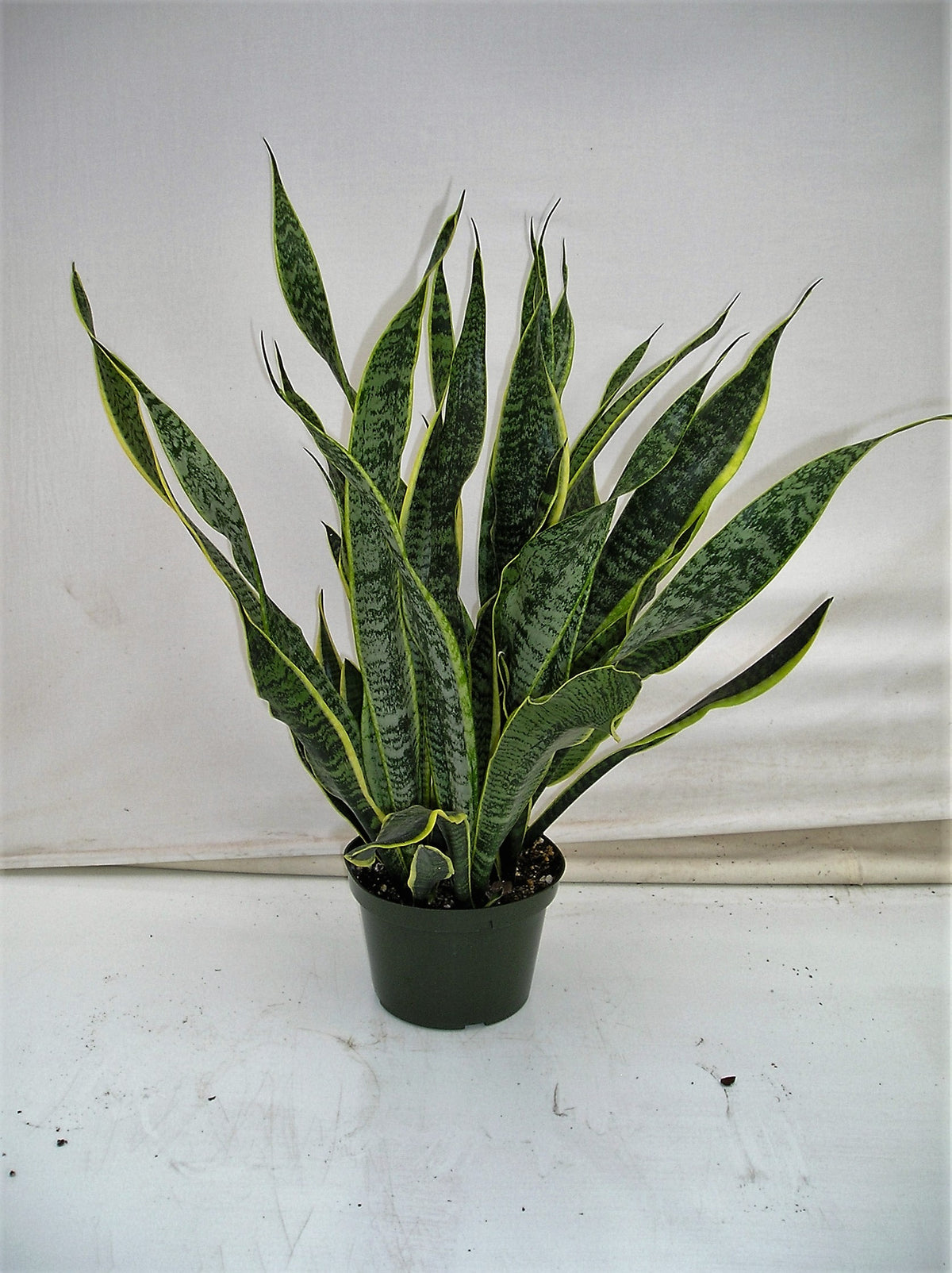 Snake Plant Laurentii in an 8 inch pot