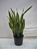Snake Plant Laurentii, a low-light air-cleaning houseplant at IS/BE Outpost
