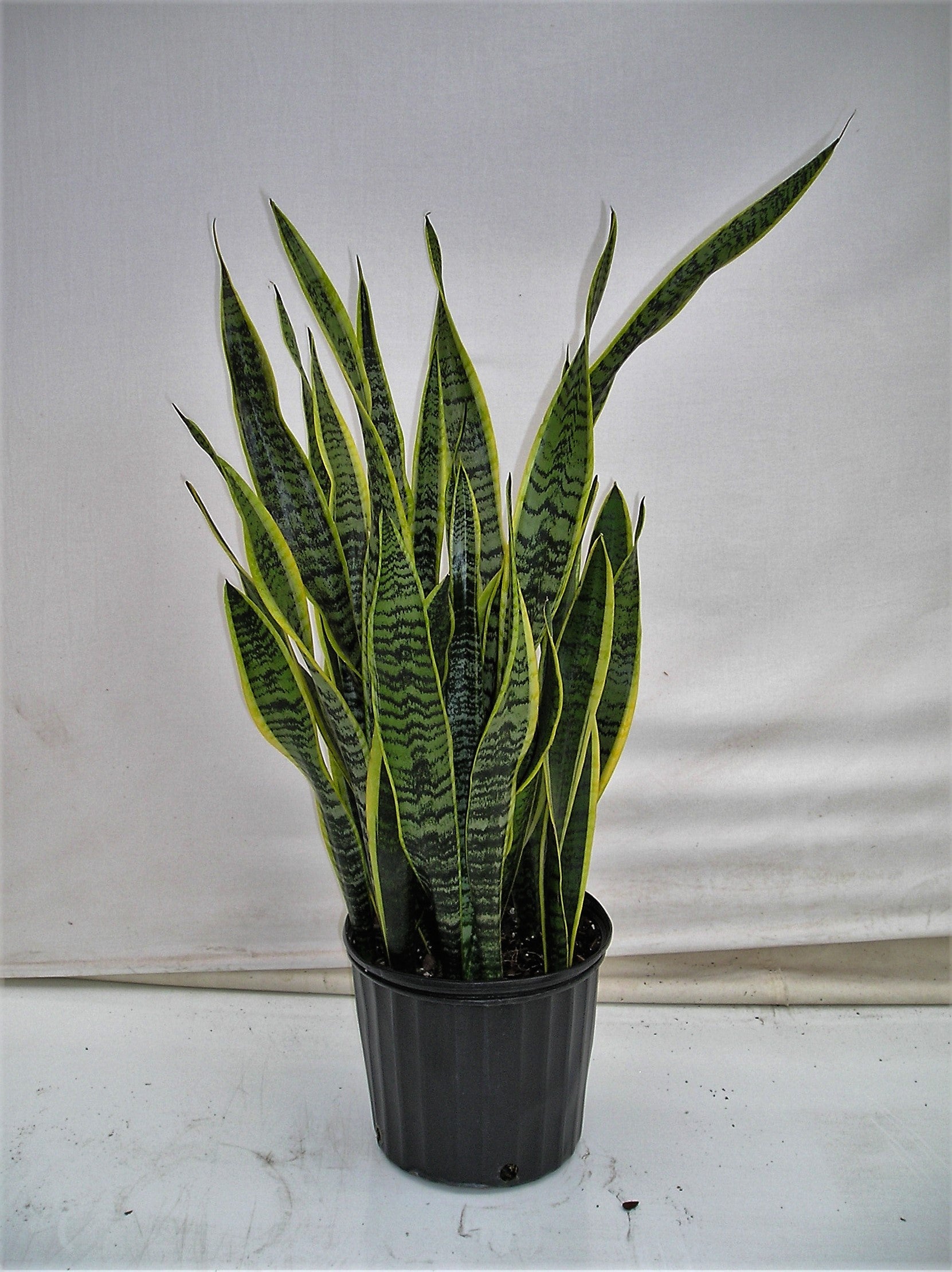 Snake Plant Laurentii, a low-light air-cleaning houseplant at IS/BE Outpost