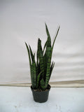 Snake Plant Zeylanica in a 6 inch pot