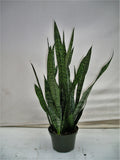 Snake Plant Zeylanica in an 8 inch pot
