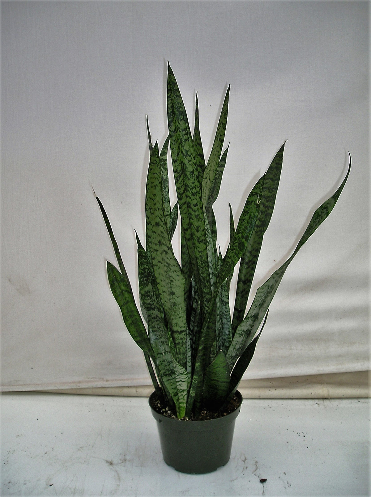 Snake Plant Zeylanica in an 8 inch pot
