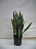 Snake Plant Zeylanica in a 10 inch pot