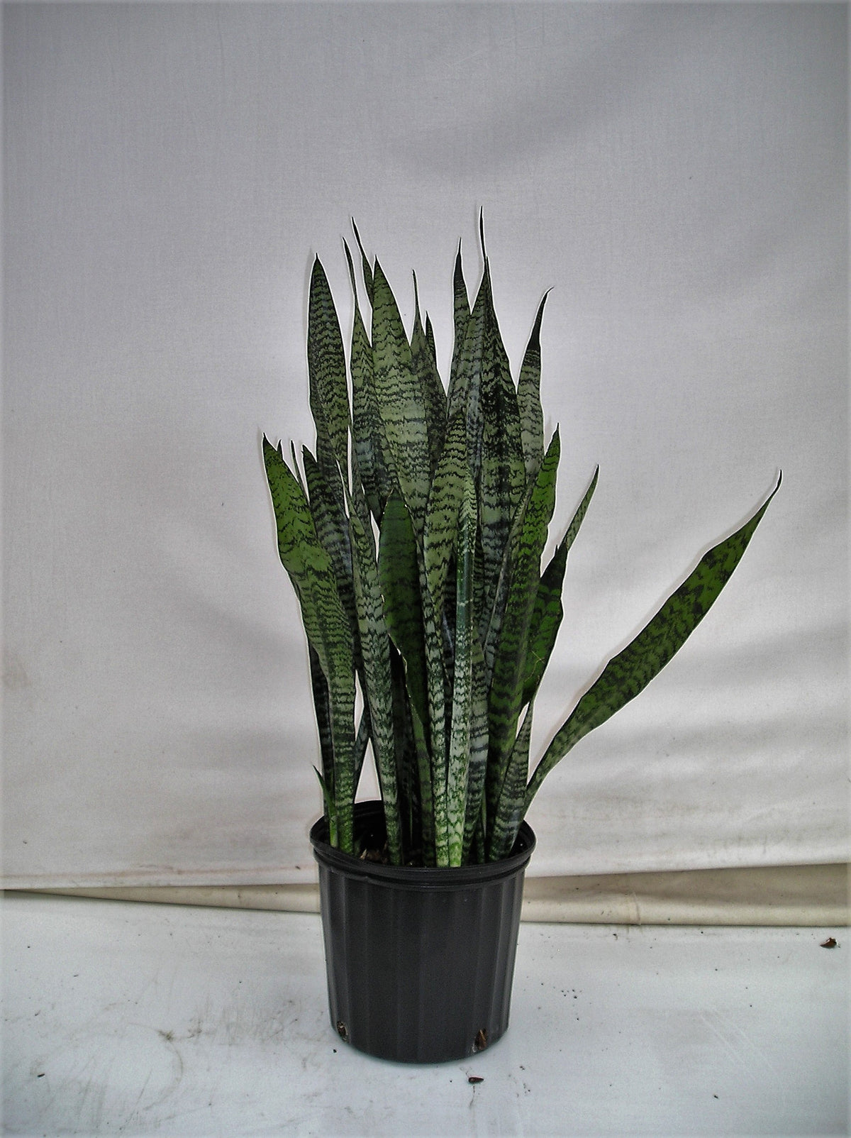 Snake Plant Zeylanica in a 10 inch pot