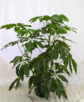 Schefflera Amate in a 10 inch pot