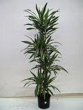 Dracaena Warneckii cutback in a 10 inch pot
