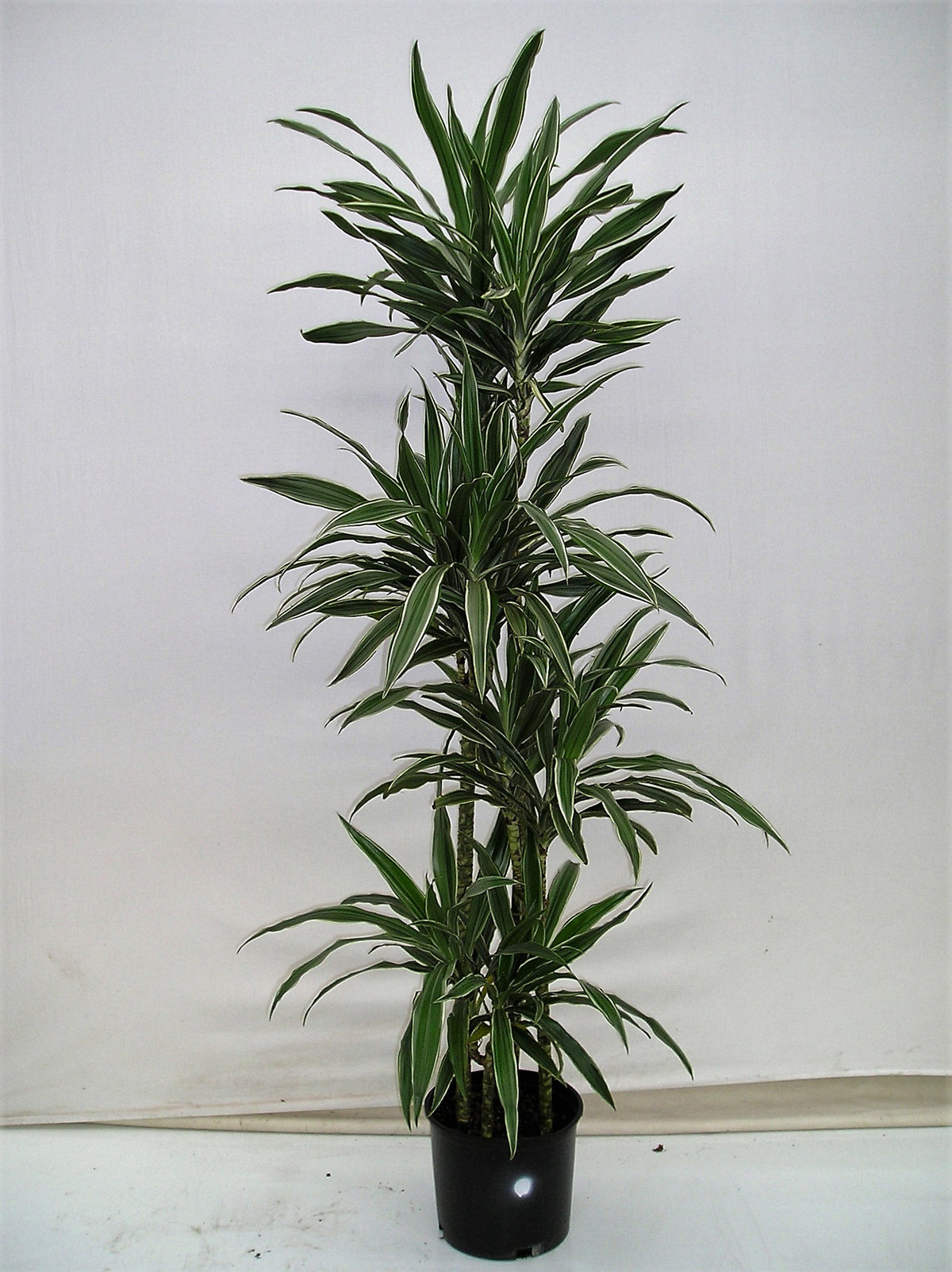 Dracaena Warneckii cutback in a 10 inch pot
