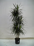 Dracaena Marginata cutback in a 10 inch pot