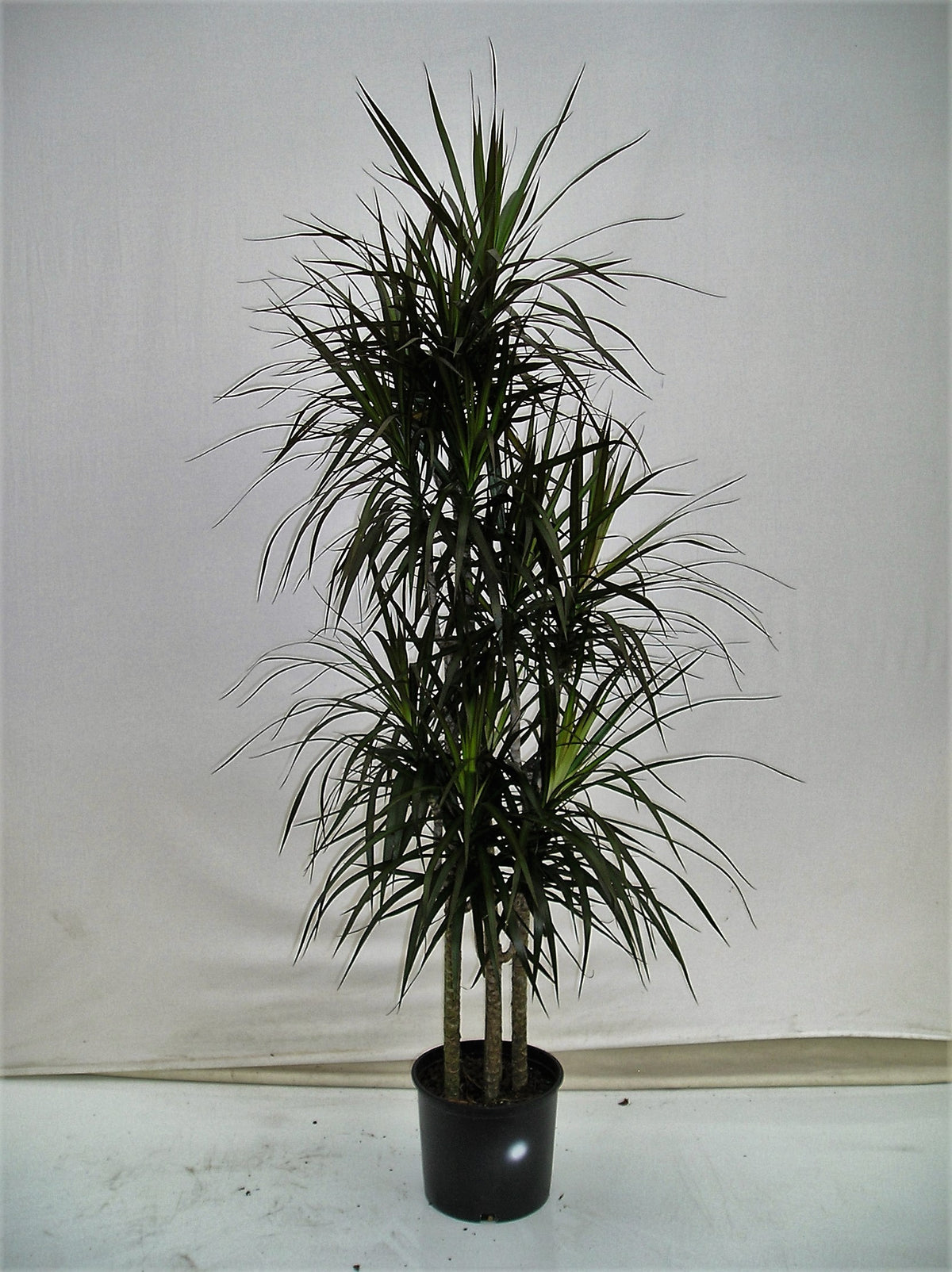 Dracaena Marginata cutback in a 10 inch pot