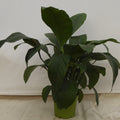 Peace Lily Sensation in a 10 inch pot