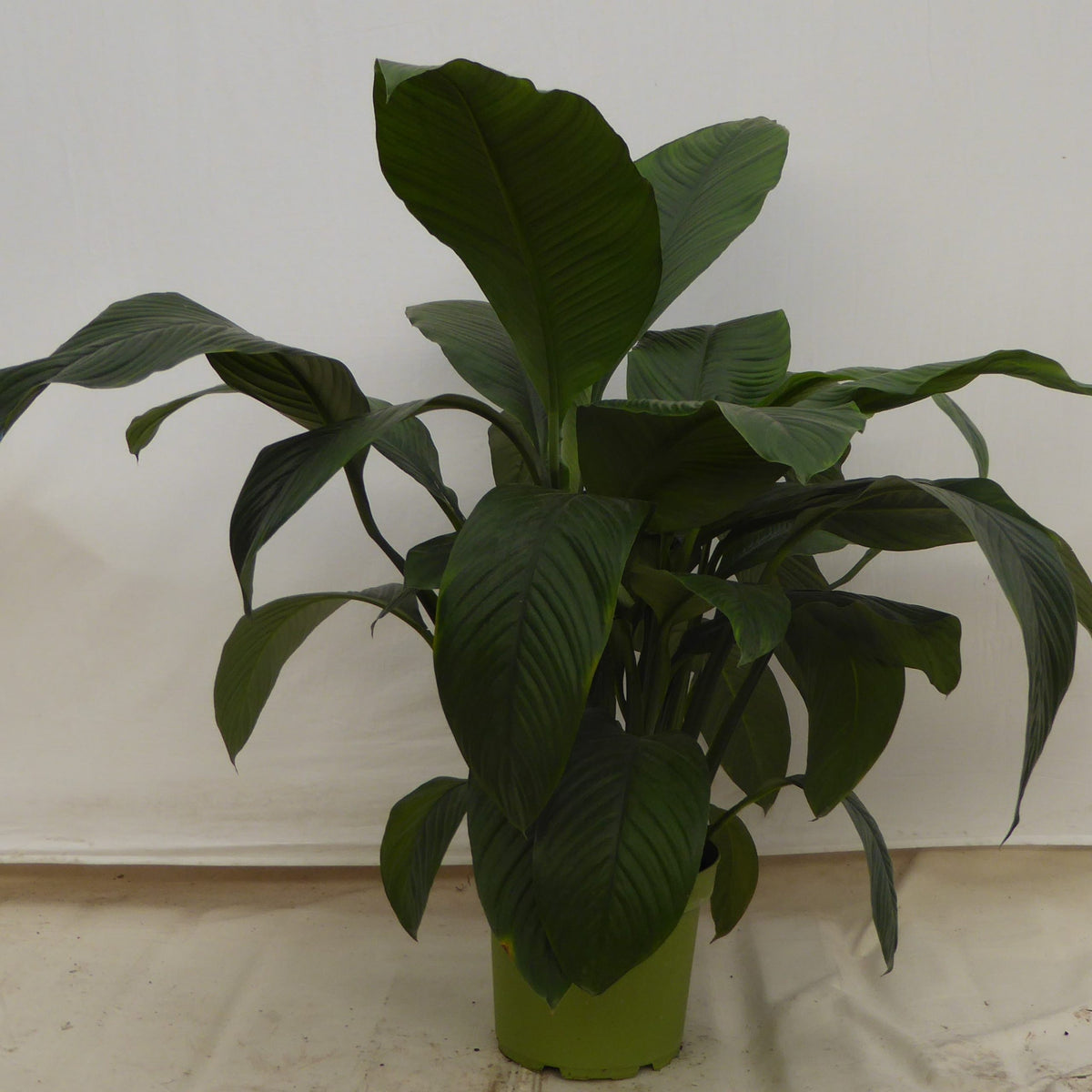 Peace Lily Sensation in a 10 inch pot