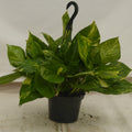 Golden Pothos, a low-light air-cleaning houseplant at IS/BE Outpost