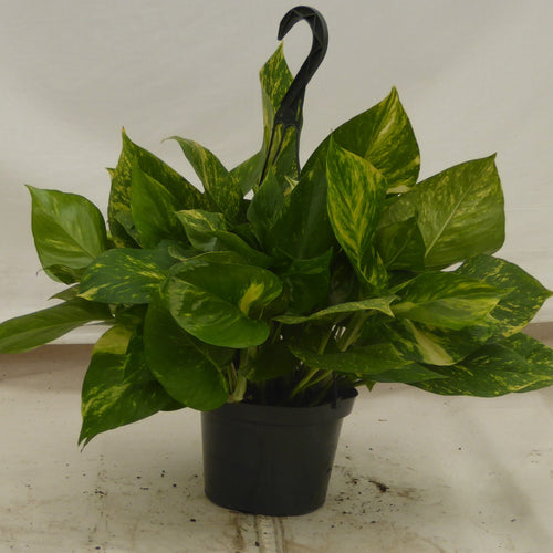 Golden Pothos, a low-light air-cleaning houseplant at IS/BE Outpost