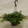 Assorted ivy in a 6 inch pot