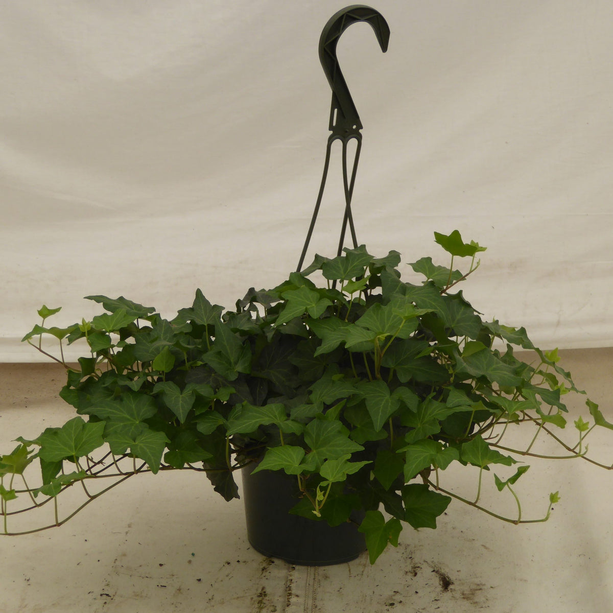 Assorted ivy in a 6 inch pot