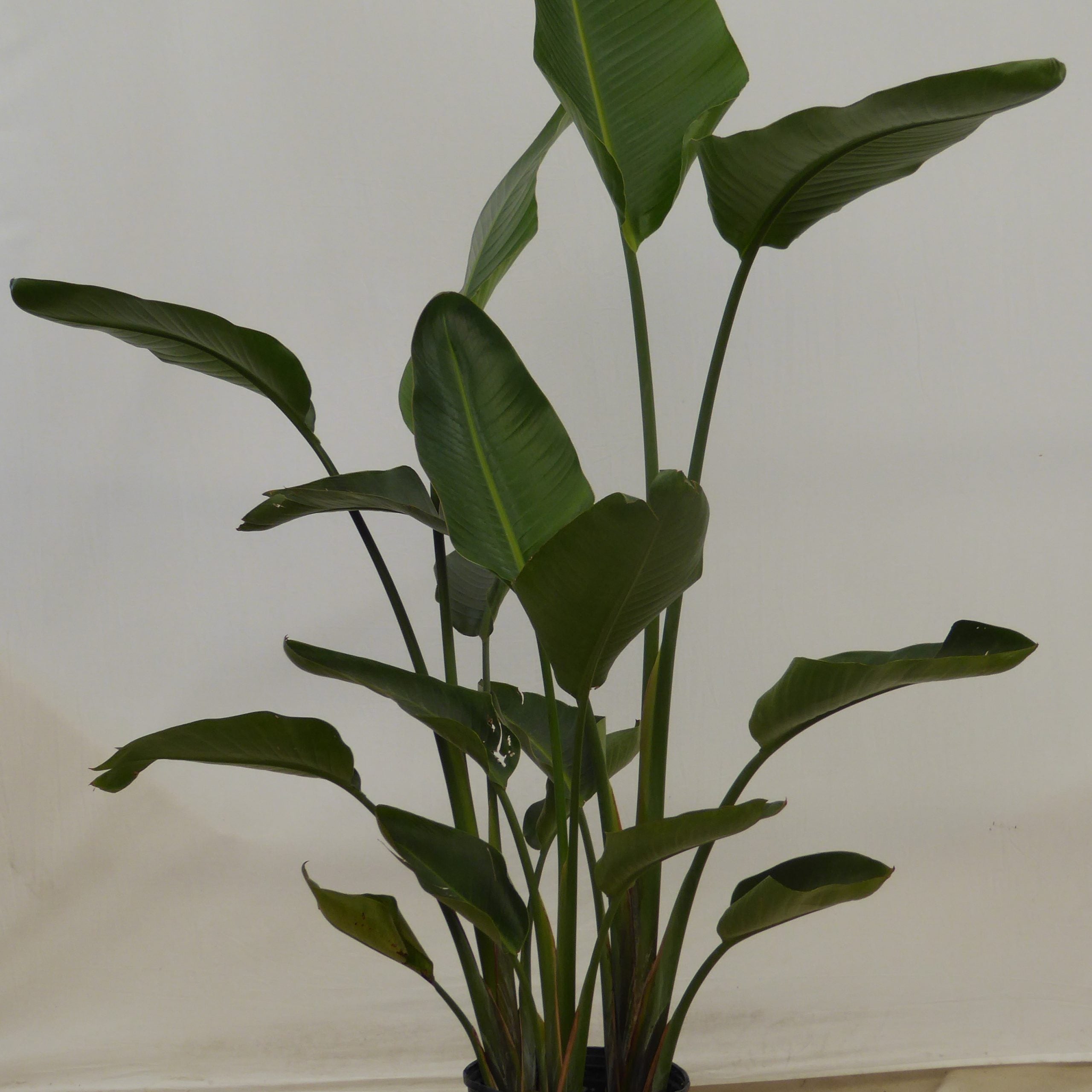 Giant Bird of Paradise at IS/BE Outpost in Carlsbad Village