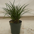 Liriope in a 6 inch pot