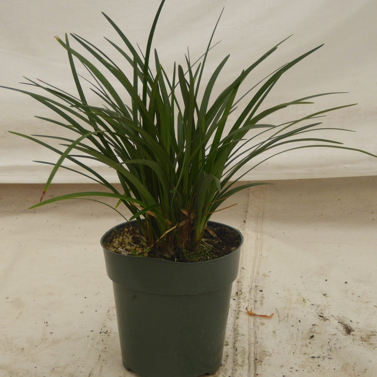 Liriope in a 6 inch pot