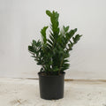 ZZ Plant, a low-light air-cleaning houseplant at IS/BE Outpost