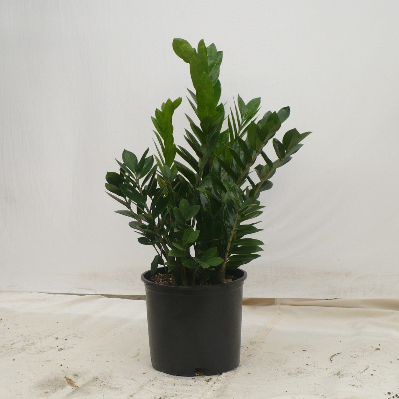ZZ Plant, 10″