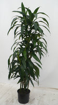 Dracaena Hilo Girl cutback in a 10 inch pot
