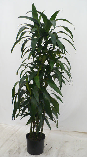 Dracaena Hilo Girl cutback in a 10 inch pot