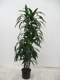 Dracaena Janet Craig cutback in a 10 inch pot