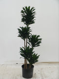 Dracaena Janet Craig Compacta in a 10 inch pot