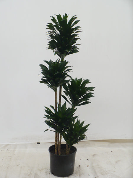 Dracaena Janet Craig Compacta in a 10 inch pot