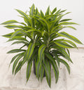 Dracaena Lemon Lime in a 6 inch pot
