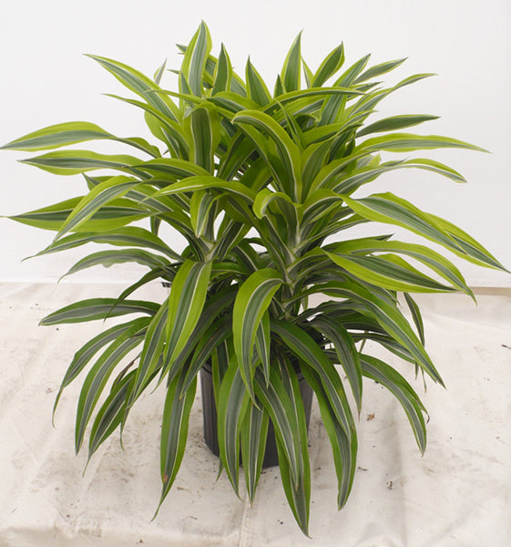 Dracaena Lemon Lime in a 10 inch pot