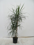 Dracaena Marginata in a 10 inch pot
