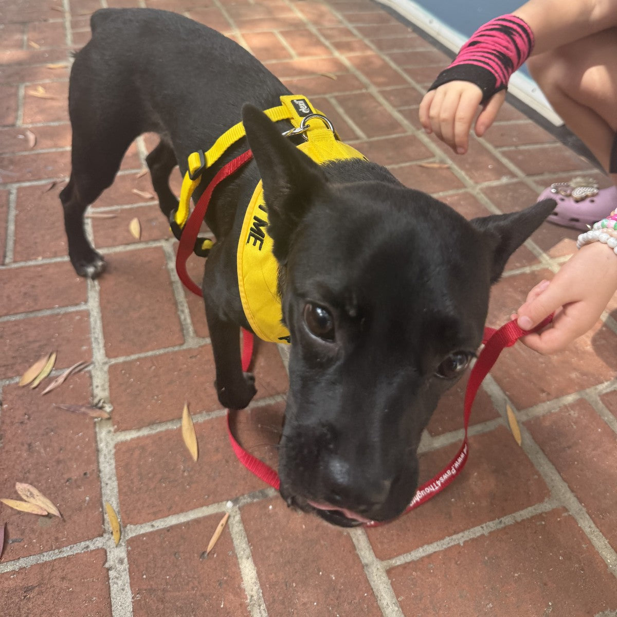 A rescue dog in a yellow ADOPT ME harness saying hello outside IS/BE Outpost in Carlsbad Village