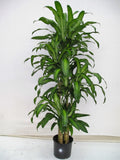 Corn Plant, Dracaena massangeana, in a 10 inch pot