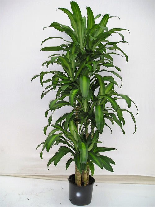 Corn Plant, Dracaena massangeana, in a 10 inch pot