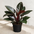 Philodendron 'Rojo Congo' in a 10 inch pot — deep green leaves with red-wine stems, against a white wall