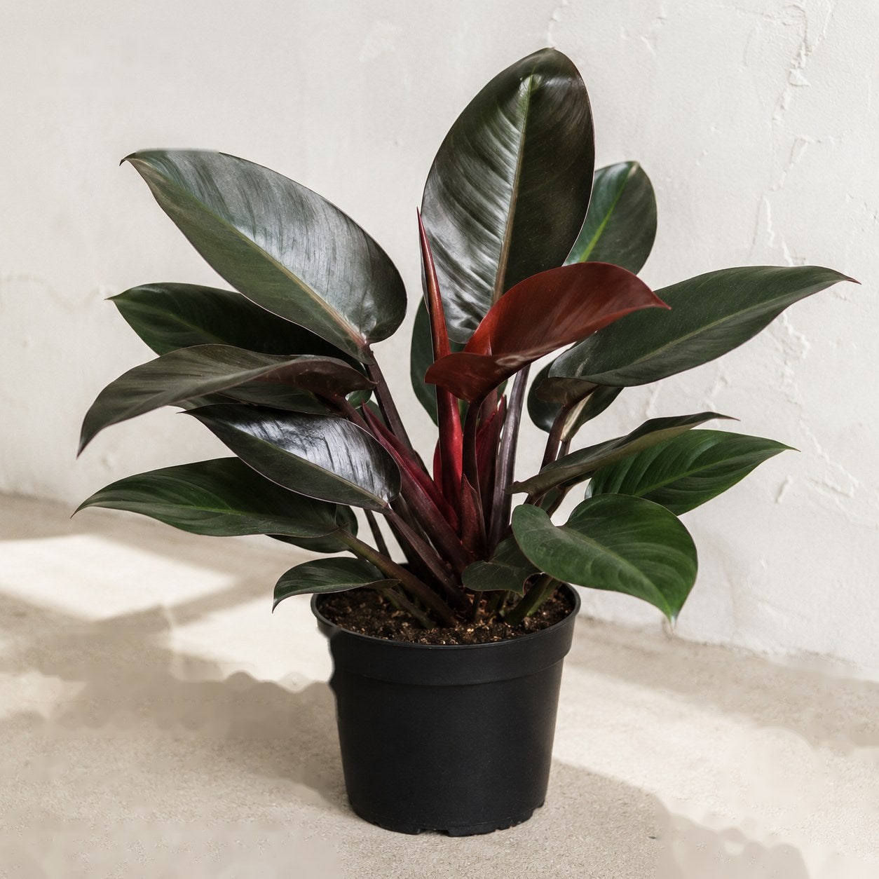Philodendron 'Rojo Congo', 10″