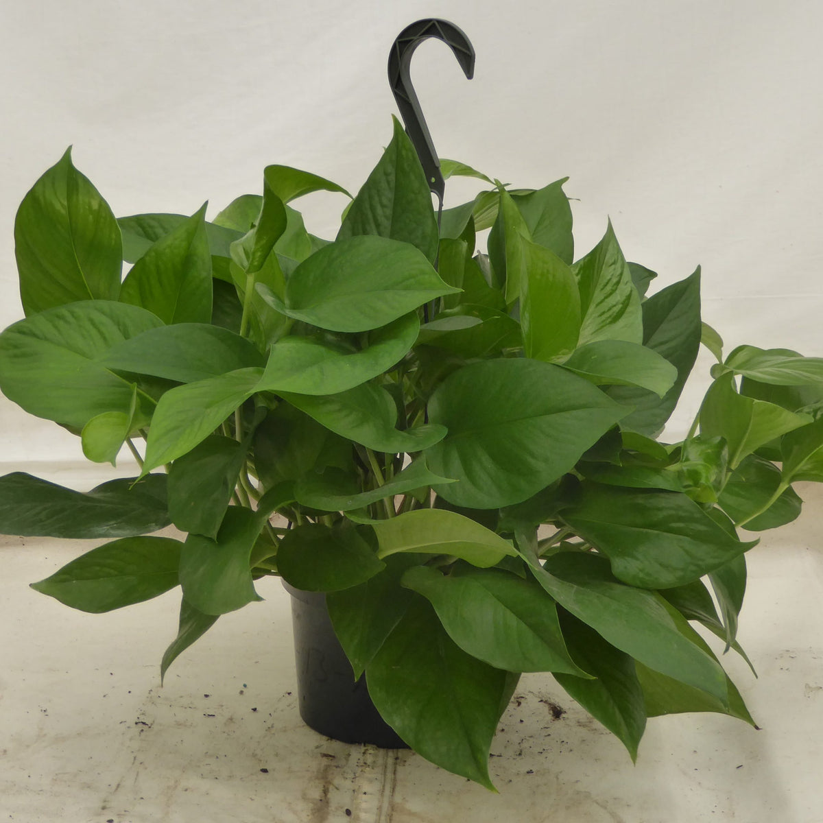 Green Queen Pothos in an 8 inch pot